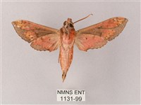 雙斑白肩天蛾藏品圖，第2張