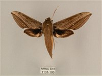 背線天蛾藏品圖，第1張