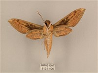 背線天蛾藏品圖，第2張