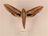 棕綠背線天蛾藏品圖，第1張