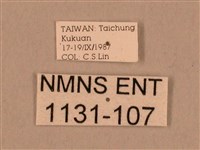 棕綠背線天蛾藏品圖，第3張