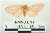 三色豔苔蛾藏品圖，第2張