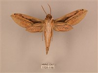 棕綠背線天蛾藏品圖，第2張