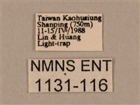 棕綠背線天蛾藏品圖，第3張