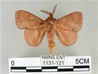 馬尾松枯葉蛾藏品圖，第1張