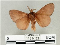 馬尾松枯葉蛾藏品圖，第2張