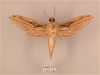 棕綠背線天蛾藏品圖，第2張