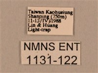 棕綠背線天蛾藏品圖，第3張