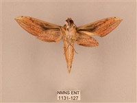 背線天蛾藏品圖，第2張