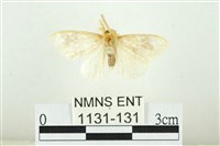 寬紋黃毒蛾藏品圖，第1張