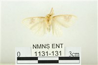 寬紋黃毒蛾藏品圖，第2張