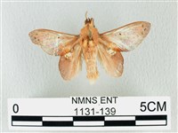 緣斑枯葉蛾藏品圖，第1張