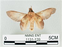 緣斑枯葉蛾藏品圖，第2張