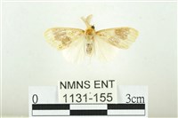 寬紋黃毒蛾藏品圖，第1張