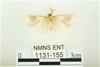 寬紋黃毒蛾藏品圖，第2張