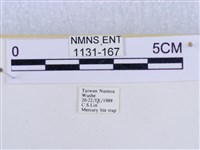 後凸蝶燈蛾藏品圖，第3張