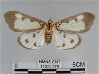 長斑擬燈蛾藏品圖，第1張