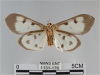 長斑擬燈蛾藏品圖，第2張