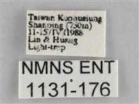 長斑擬燈蛾藏品圖，第3張