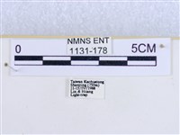 粉蝶燈蛾藏品圖，第3張