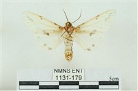 菊池污燈蛾藏品圖，第2張