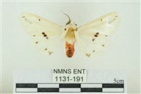 菊池污燈蛾藏品圖，第1張