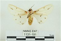 菊池污燈蛾藏品圖，第2張