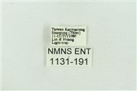 菊池污燈蛾藏品圖，第3張