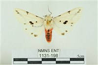 菊池污燈蛾藏品圖，第1張