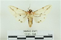 菊池污燈蛾藏品圖，第2張