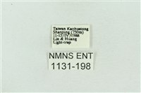 菊池污燈蛾藏品圖，第3張