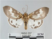 扭擬燈蛾藏品圖，第1張