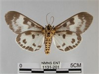 扭擬燈蛾藏品圖，第2張