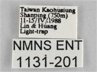 扭擬燈蛾藏品圖，第3張