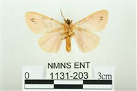 三條橙燈蛾藏品圖，第2張