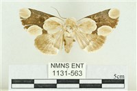 臺灣斑蕊夜蛾藏品圖，第1張