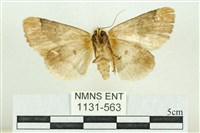 臺灣斑蕊夜蛾藏品圖，第2張