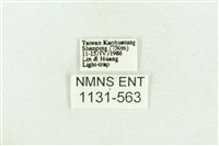 臺灣斑蕊夜蛾藏品圖，第3張