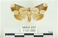 臺灣斑蕊夜蛾藏品圖，第1張