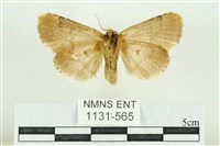 臺灣斑蕊夜蛾藏品圖，第2張