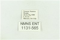 臺灣斑蕊夜蛾藏品圖，第3張