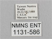 銀斑黃鉤蛾藏品圖，第3張