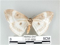 圓翅大鉤蛾藏品圖，第2張