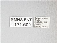 圓翅大鉤蛾藏品圖，第3張