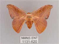 L紋帶鉤蛾藏品圖，第1張