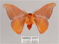 L紋帶鉤蛾藏品圖，第2張