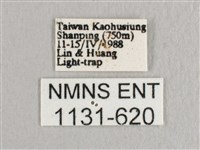 L紋帶鉤蛾藏品圖，第3張