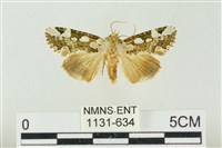 連珠波紋蛾藏品圖，第1張