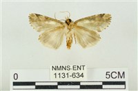 連珠波紋蛾藏品圖，第2張