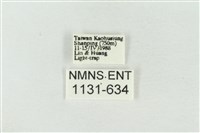 連珠波紋蛾藏品圖，第3張